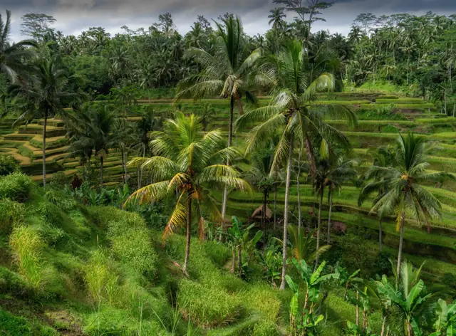 ubud, where meher is going